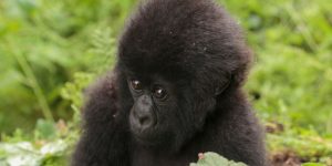 Gorillas