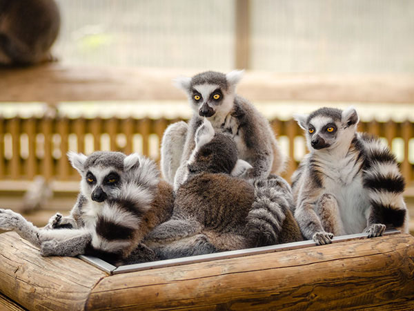 Madagascar