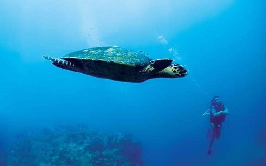 Constance Tsarabanjina - Madagascar